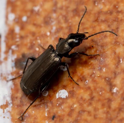 Syntomus foveatus